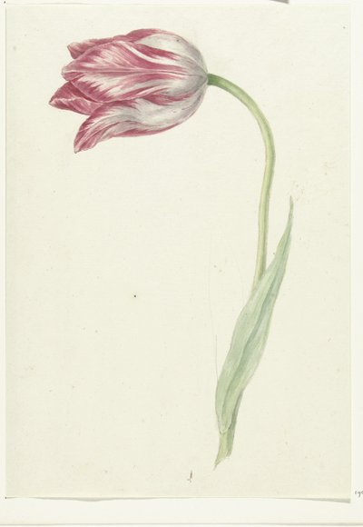 Pink Tulip by Jean Bernard
