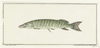 Pike by Jean Bernard