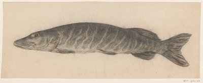 Pike, Facing Left by Jean Bernard