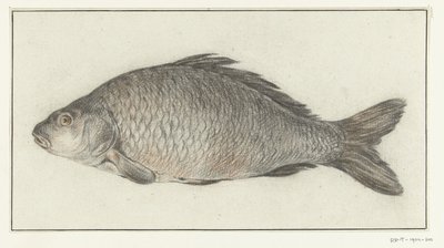 Fish by Jean Bernard