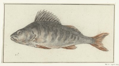 Fish by Jean Bernard