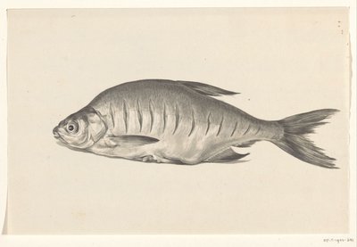 Fish, Lying to the Left, with Notches by Jean Bernard