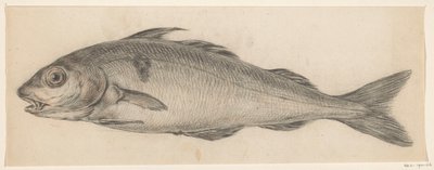 Fish, facing left by Jean Bernard