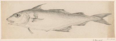 Fish, Facing Left by Jean Bernard