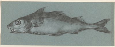Fish, Facing Left by Jean Bernard