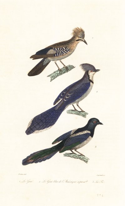 Jay, blue jay and magpie by Jean Gabriel (after) Pretre