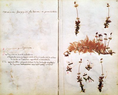 Page 15 from a Herbarium by Jean Jacques Rousseau