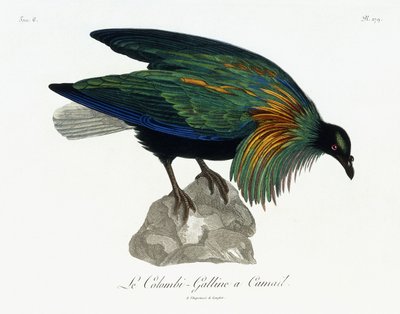 Nicobar Pigeon by Jean Lebrecht Reinold