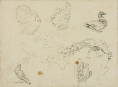 Sketches of Fowl by Jean Louis André Théodore Géricault