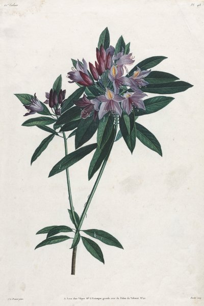 Pontic Rhododendron by Jean Louis Prévost.