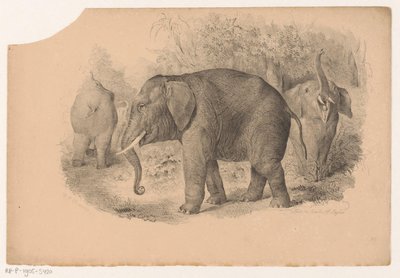 Indian Elephants by Jean Matthieu Kierdorff