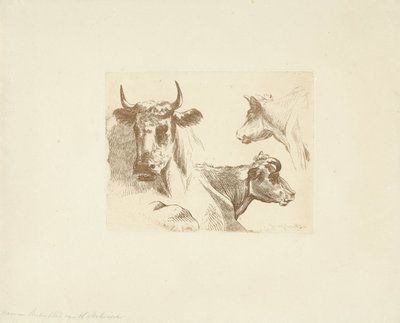 Three Cow Heads by Jean Zacherie Mazel