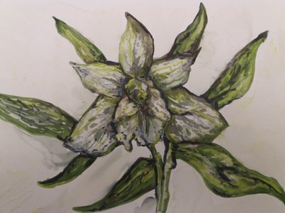 Green Orchid by Jeannette Stein