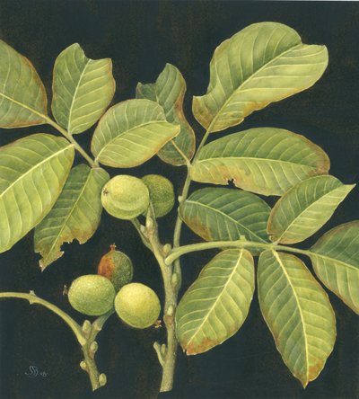 Green walnut by Jenny Barron