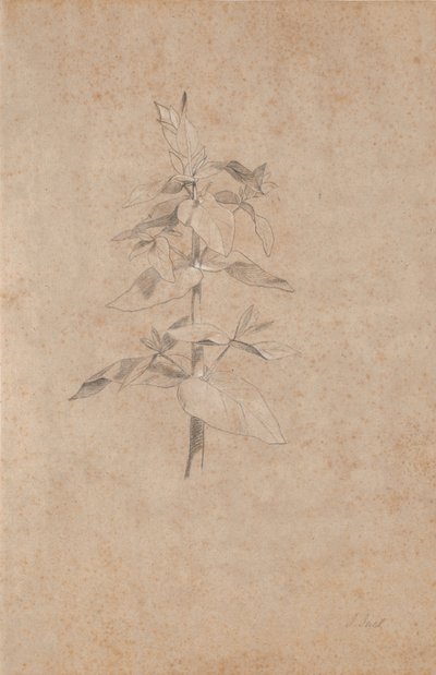 Plant Study by Jens Juel