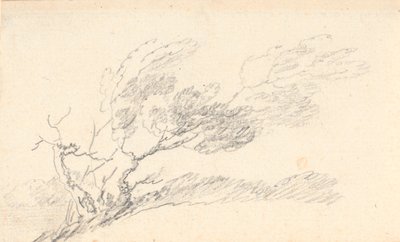 Study of Tree in Wind by Jens Juel
