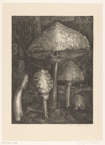 Mushrooms by Jo van Oosten Slingeland (signed by artist)