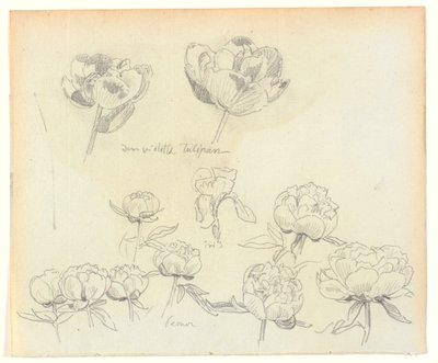 Flower Studies by Joakim Frederik Skovgaard