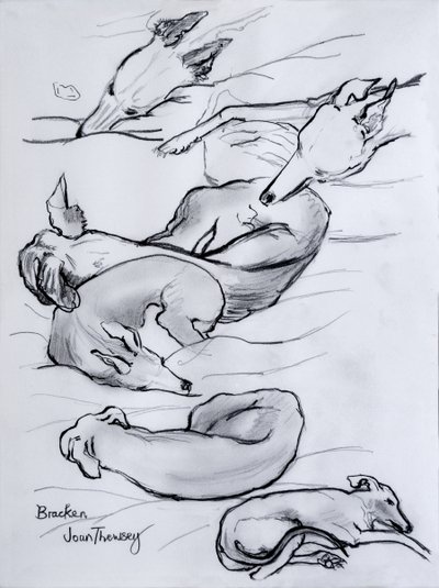 Bracken, the Whippet by Joan Thewsey