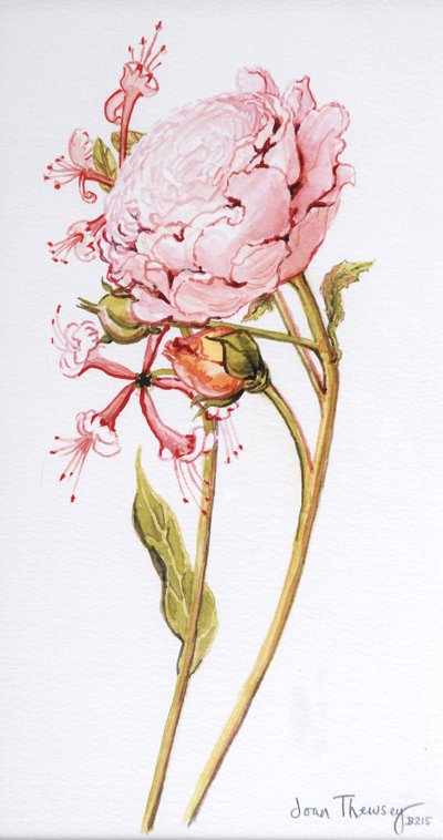 Pink Rose, Abraham Derby with Honeysuckle by Joan Thewsey