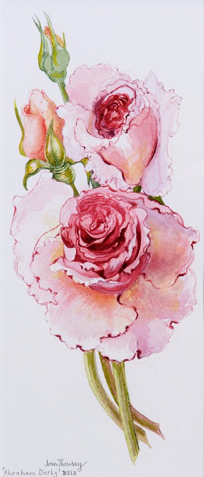 Roses (Abraham Derby) by Joan Thewsey
