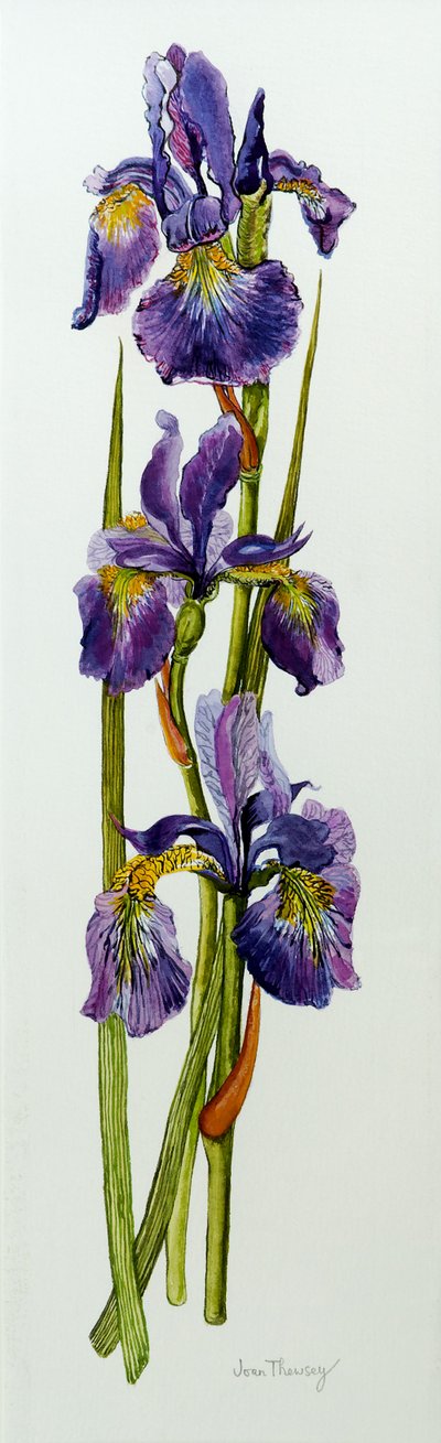 Three Irises with Leaves by Joan Thewsey