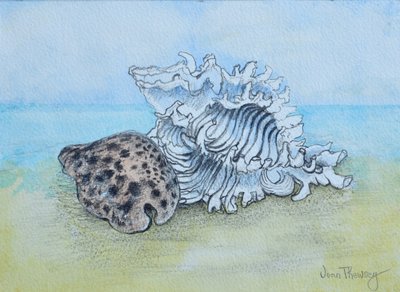 Two Seashells by Joan Thewsey