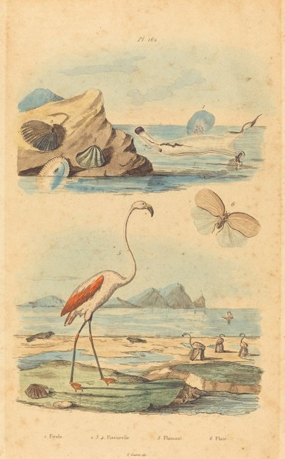 Flamingos and Shells by Joh. Baptist Pfitzer after Acavie Baron