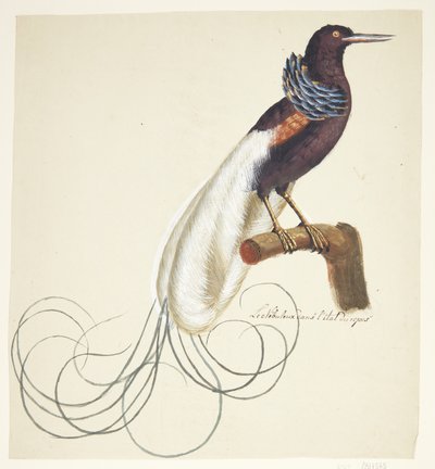 Exotic Bird by Johan Christian Ernst Walter