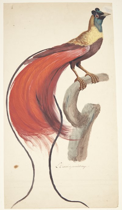 Exotic Bird by Johan Christian Ernst Walter