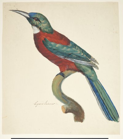 Exotic Bird by Johan Christian Ernst Walter