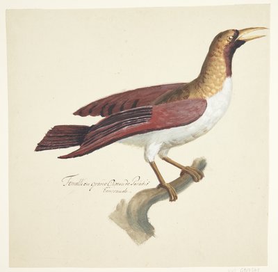 Bird by Johan Christian Ernst Walter