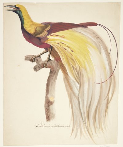 Great Bird of Paradise by Johan Christian Ernst Walter