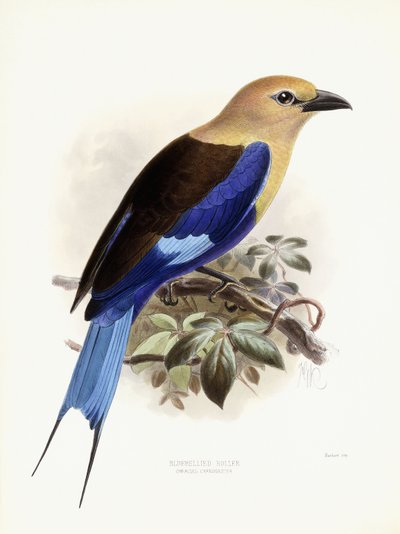 Bluebellied Roller, 1893 by Johan Gerard Keulemans