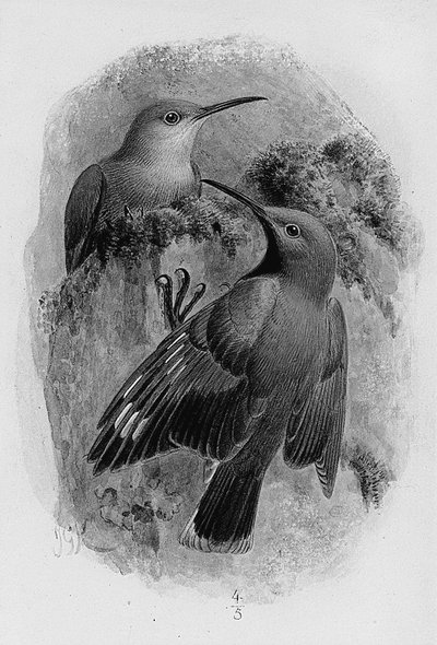 Pair of Wallcreepers by Johan Gerard Keulemans