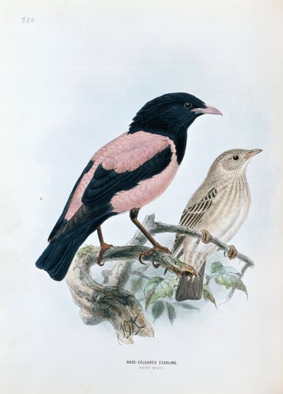 Rose-coloured Starling by Johan Gerard Keulemans