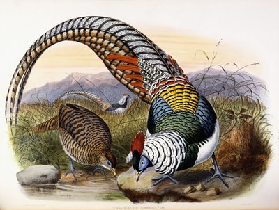 Thaumalea Amherstiae by Johan Gerard Keulemans