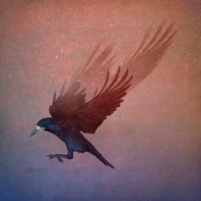 Bird Kingdom by Johan Lilja
