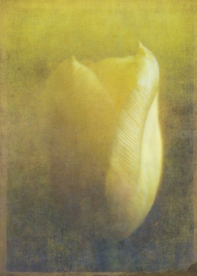 Tulip by Johan Lilja