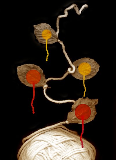 Yarn bloom by Johan Lilja