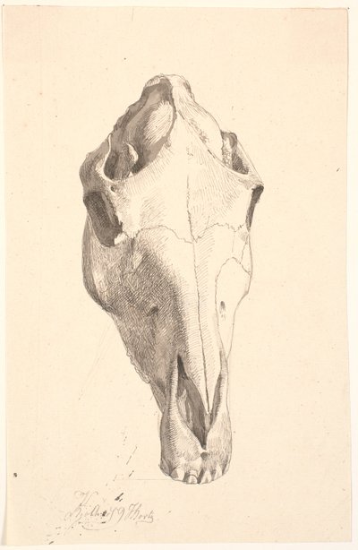 Deer Skull by Johan Thomas Lundbye