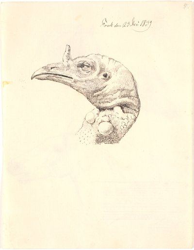 Head of a Dead Turkey Hen by Johan Thomas Lundbye
