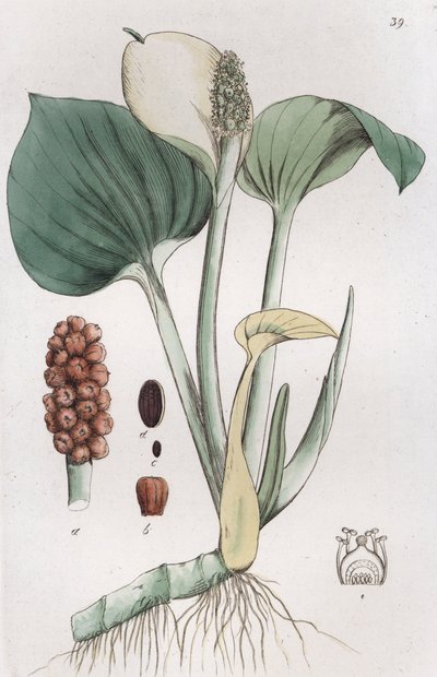 Bog Arum Calla palustris by Johan Wilhelm Palmstruch