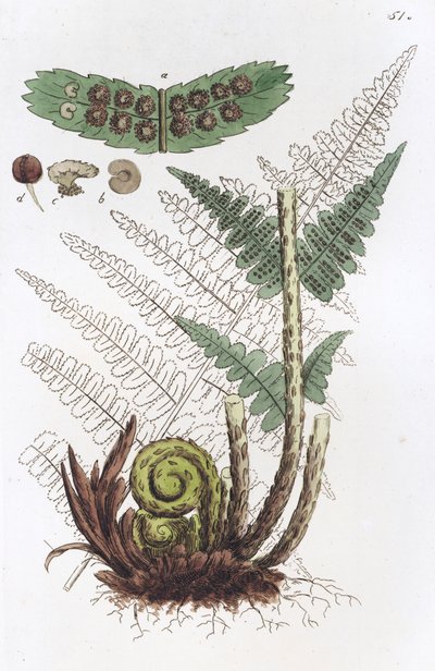 Male Fern Dryopteris filix-mas by Johan Wilhelm Palmstruch
