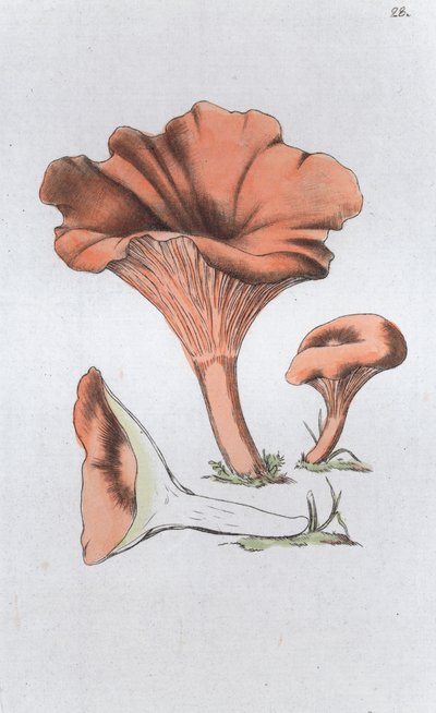 Merulius cantharellus by Johan Wilhelm Palmstruch