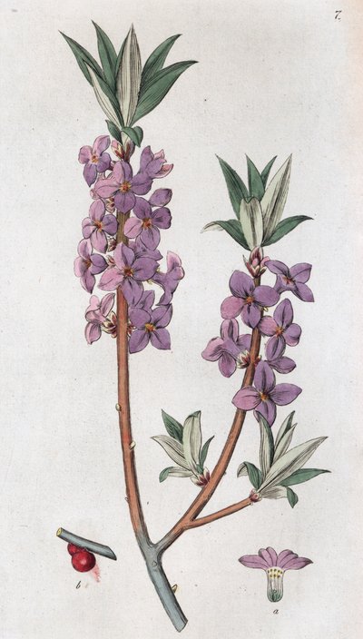 Mezereon Daphne mezereum by Johan Wilhelm Palmstruch