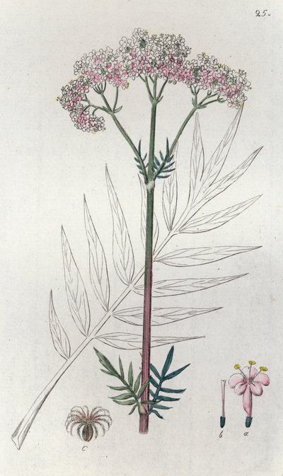 Valerian Valeriana officinalis by Johan Wilhelm Palmstruch