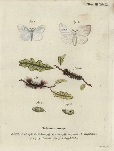 Black V moth, Arctornis l-nigrum by Johann Carl Bock