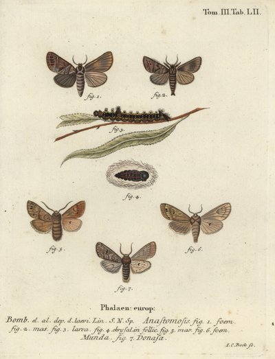 Clostera anastomosis and Nudaria mundana by Johann Carl Bock