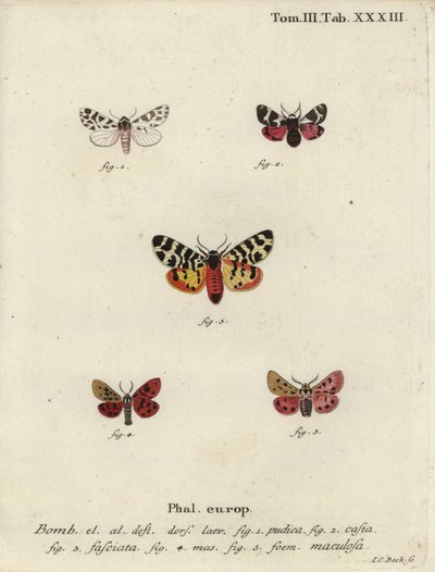 Discrete chaperon and tiger moths by Johann Carl Bock